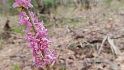 В Челябинской области распустилась уральская сакура