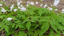 В Челябинской области распустилась уральская сакура