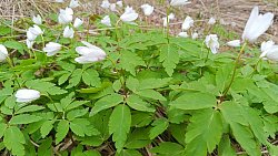 В Челябинской области распустилась уральская сакура