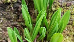 В Челябинской области распустилась уральская сакура