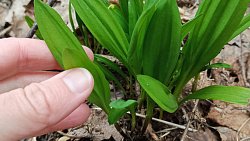 В Челябинской области распустилась уральская сакура