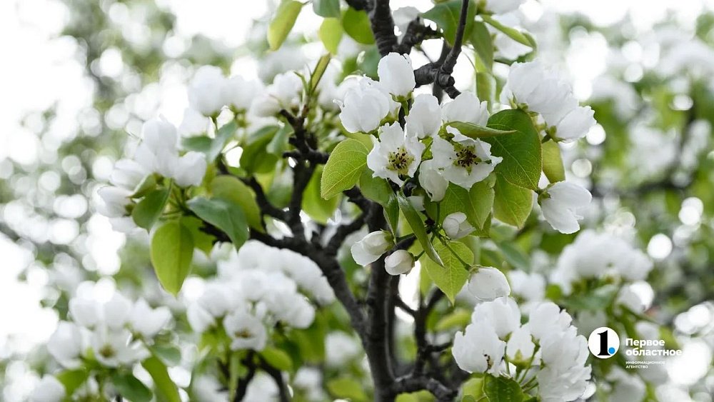 В центре Челябинска зацвели яблони