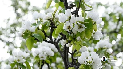 В центре Челябинска зацвели яблони