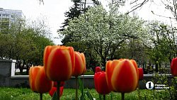 В центре Челябинска зацвели яблони