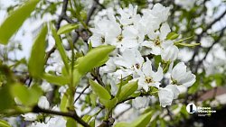 В центре Челябинска зацвели яблони