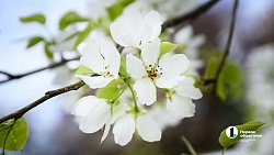 В центре Челябинска зацвели яблони