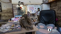 Челябинское антикафе перед закрытием пытается пристроить 10 кошек