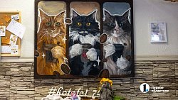 Челябинское антикафе перед закрытием пытается пристроить 10 кошек