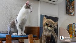 Челябинское антикафе перед закрытием пытается пристроить 10 кошек