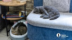 Челябинское антикафе перед закрытием пытается пристроить 10 кошек