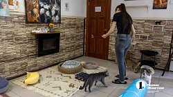 Челябинское антикафе перед закрытием пытается пристроить 10 кошек