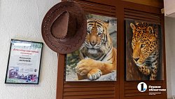 Челябинское антикафе перед закрытием пытается пристроить 10 кошек