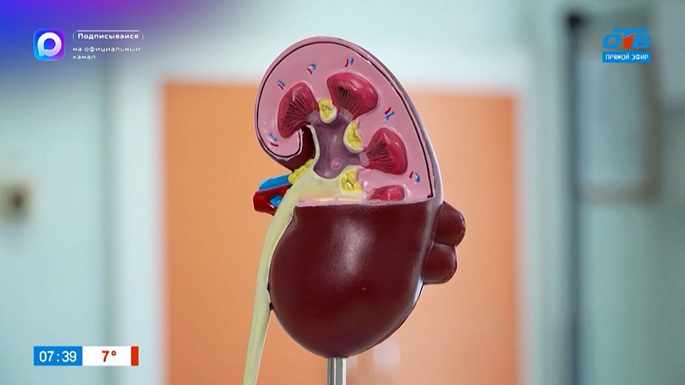 Почки «распустились»? — в рубрике «Медгородок»