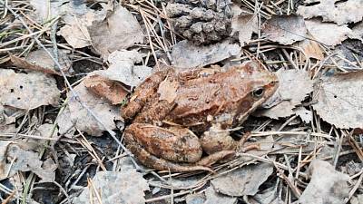 Пора лягушечьих свадеб на Таганае началась на полмесяца раньше срока