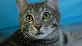 В Челябинске прекращает работу котокафе