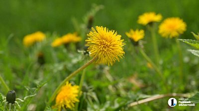 Жареные одуванчики и маринованный лопух: что ели на Южном Урале