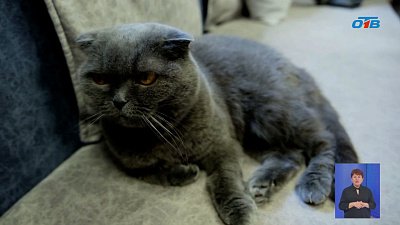 В Челябинске котокафе пристраивает пушистых специалистов