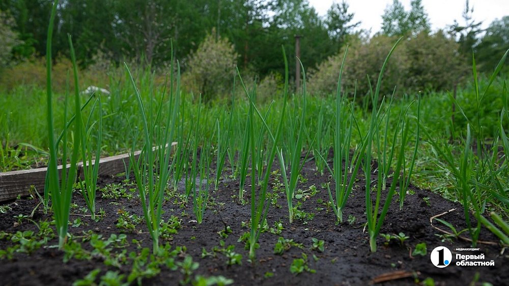 Когда начинать сажать лук весной‑2026