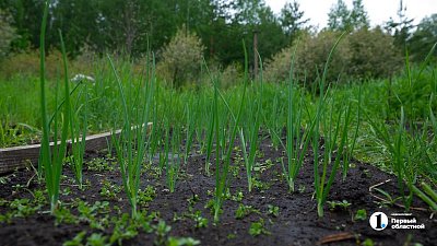 Когда начинать сажать лук весной‑2026