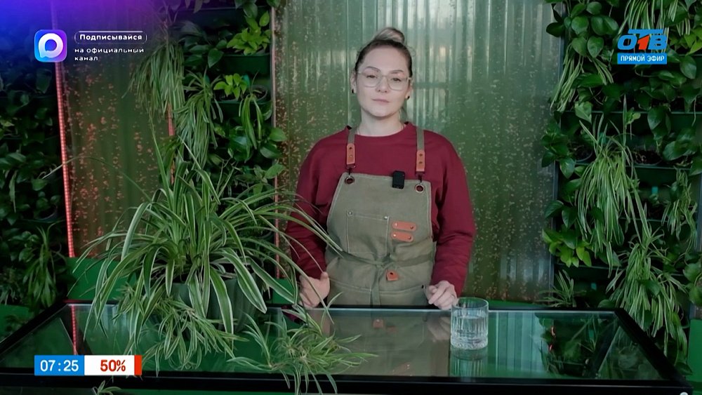 Забытый хлорофитум в рубрике «Домашняя оранжерея»