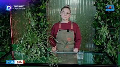 Забытый хлорофитум в рубрике «Домашняя оранжерея»