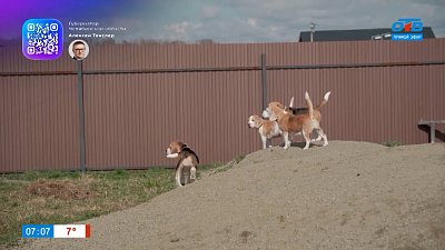 Бигли в рубрике «Усы, лапы и хвост»