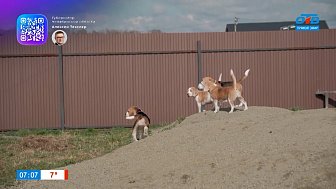 Бигли в рубрике «Усы, лапы и хвост»