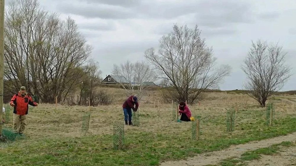 На Аркаиме высадили 128 саженцев абрикосовых деревьев