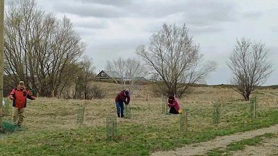На Аркаиме высадили 128 саженцев абрикосовых деревьев