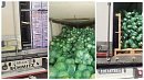 В Челябинскую область не пропустили почти 100 тонн овощей и фруктов