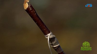 Превращение одной яблони в целый сортовой сад