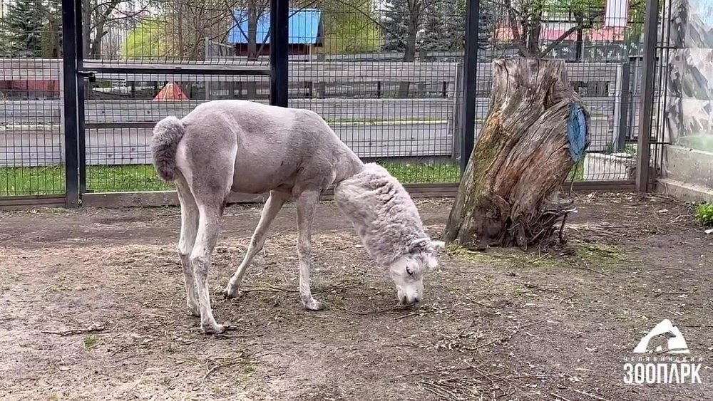 Альпака Еремей из челябинского зоопарка потерял 4 кг за два часа