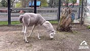 Альпака Еремей из челябинского зоопарка потерял 4 кг за два часа