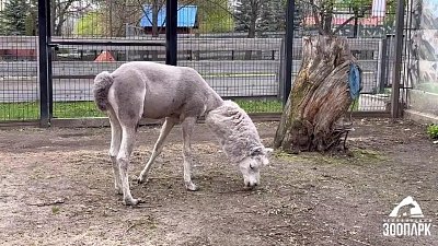 Альпака Еремей из челябинского зоопарка потерял 4 кг за два часа