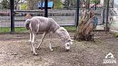 Альпака Еремей из челябинского зоопарка потерял 4 кг за два часа