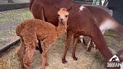 В Челябинском зоопарке 1 мая родился еще один маленький альпака