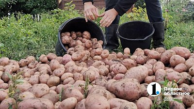 В Челябинской области организовали кооператив производителей картофеля