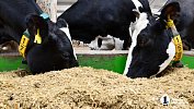 Производство мяса и молока в Челябинской области выросло на 13%