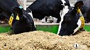 Производство мяса и молока в Челябинской области выросло на 13%