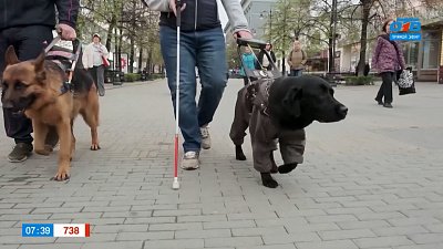 Собаки-проводники в рубрике «Усы, лапы и хвост»