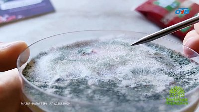С кем вступают в союз полезные микроорганизмы