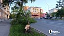 В центре Челябинска ветер сорвал несколько деревьев
