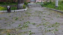 В центре Челябинска ветер сорвал несколько деревьев