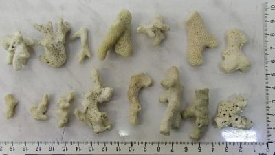 Челябинские таможенники изъяли 27 кораллов у туристов из Египта