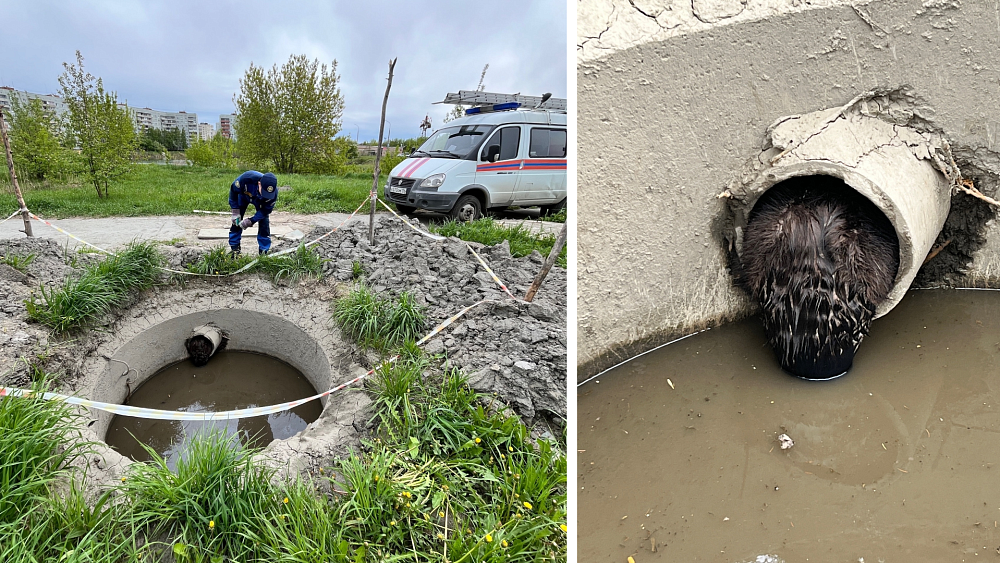 В Озерске спасатели вызволили бобра из технического колодца