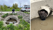 В Озерске спасатели вызволили бобра из технического колодца