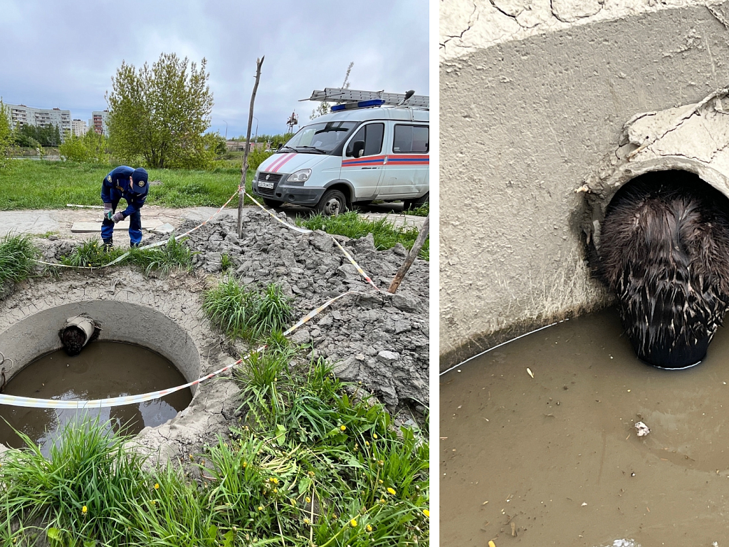 В Озерске спасатели вызволили бобра из технического колодца