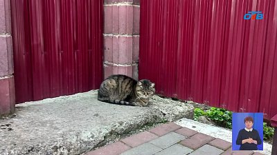 В Златоусте женщина избила кошку