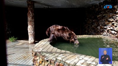 Эко-парк «Зюраткуль» оформил проживание медведю Степану
