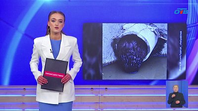 В Озёрске спасли застрявшего в коллекторе бобра